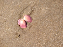 Eucallista purpurata