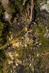 Dacrymyces