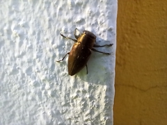 Chrysobothris dorsata