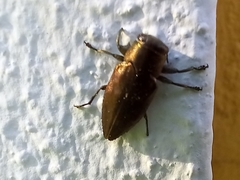 Chrysobothris dorsata