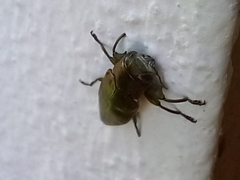 Chrysobothris dorsata