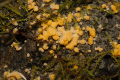 Dacrymyces