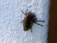 Chrysobothris dorsata