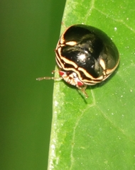 Coptosoma xanthogramma