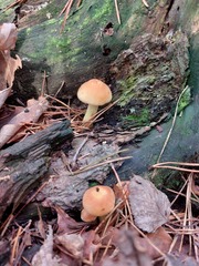 Basidiomycota