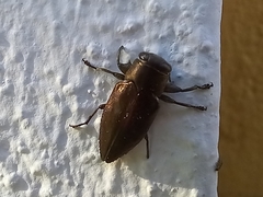 Chrysobothris dorsata