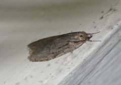 Semioscopis aurorella
