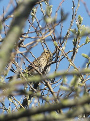 Linaria flavirostris