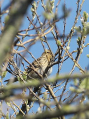 Linaria flavirostris