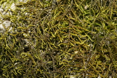 Leskea polycarpa