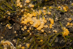Dacrymyces