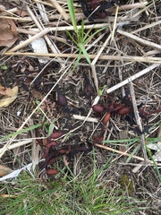 Ascophyllum nodosum