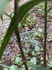 Ruellia simplex image
