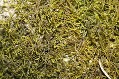 Leskea polycarpa