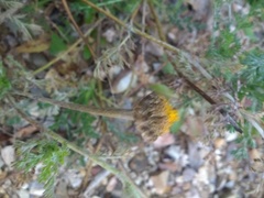 Anacyclus