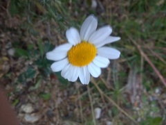 Anacyclus