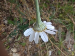 Anacyclus