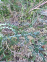 Anacyclus