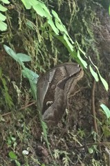 Eryphanis automedon
