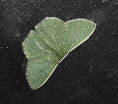 Prasinocyma iosticta