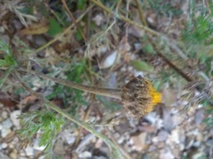 Anacyclus