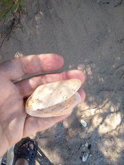 Amarilladesma mactroides