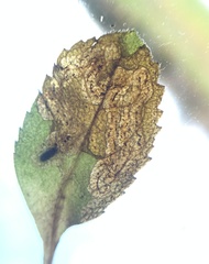 Phytomyza crassiseta