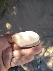 Amarilladesma mactroides