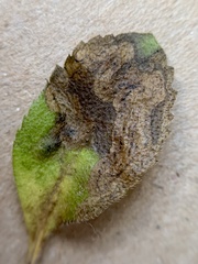 Phytomyza crassiseta