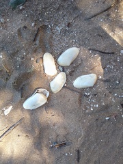 Amarilladesma mactroides