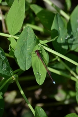 Oxyagrion terminale