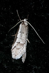 Sclerocris cremnodes