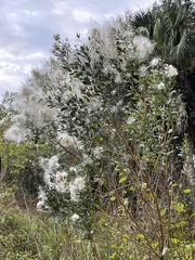 Baccharis halimifolia image