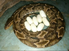 Xenodon rabdocephalus image