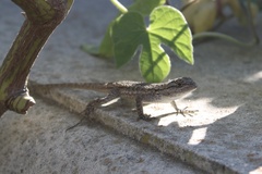 Sceloporus occidentalis