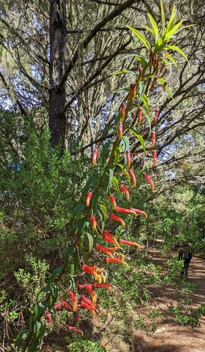 Sierra Madre lobelia