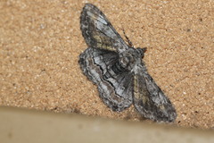 Cleora displicata