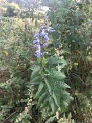 Salvia pallida