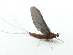 Eurylophella bicoloroides