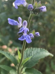 Salvia pallida