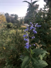Salvia pallida