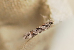 Aristotelia pudibundella