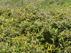 Rubus cissoides × squarrosus