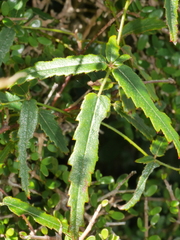 Rubus cissoides × squarrosus