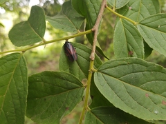 Pterygota