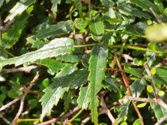 Rubus cissoides × squarrosus
