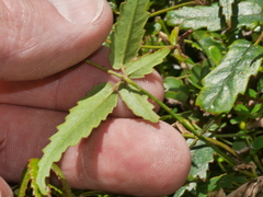 Rubus cissoides × squarrosus