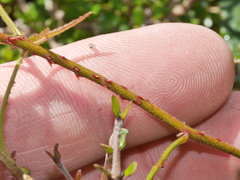 Rubus cissoides × squarrosus