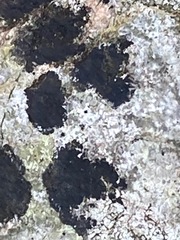 Lichenothelia