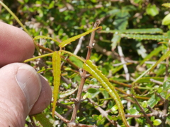 Rubus cissoides × squarrosus